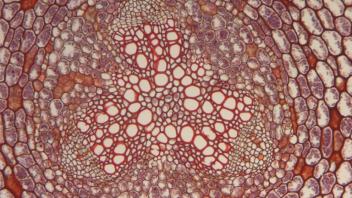 Cross section of baneberry root showing central xylem and cortex.