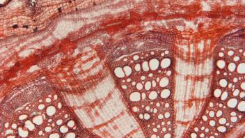 Circular stem section of Aristolochia showing vascular pattern and large central pith.