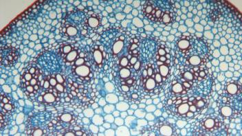 Detailed bamboo stem cross-section showing large xylem vessels and surrounding sclerenchyma.
