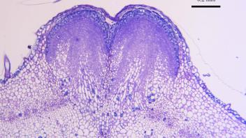 Developing root tip on fig stem showing cell division zone.