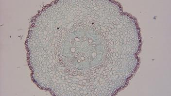 Enlarged section showing vascular cylinder and cortex in root.