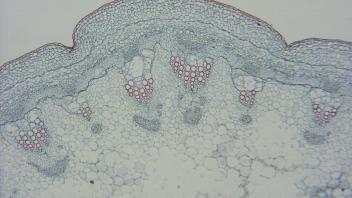 Lettuce stem tissue showing vascular bundles and parenchyma.