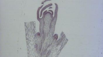 High magnification of flax shoot apex showing meristematic zone.