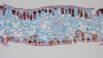 Cross section of cycad frond showing thick cuticle and vascular ring.