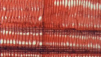 Tangential section of pine wood showing vertically aligned rays.