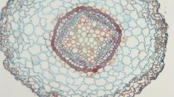 Cross section of pear root showing thick cortex and phloem.
