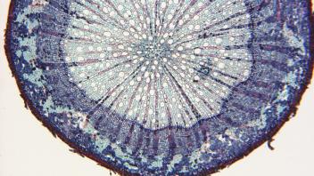 Cross section of whisk fern stem showing vascular core.