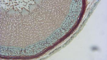 Castor bean stem cross section showing large vascular bundles.