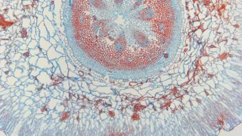 Cross section of older glasswort stem showing thickened tissues.
