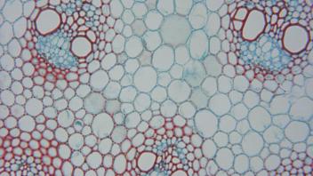 Enlarged view of stem vascular bundles and parenchyma.