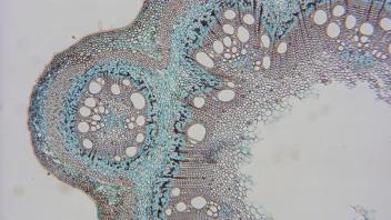 Mature vine stem section with visible growth rings.