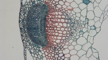 Cross section of clover stem showing central pith and cortex.
