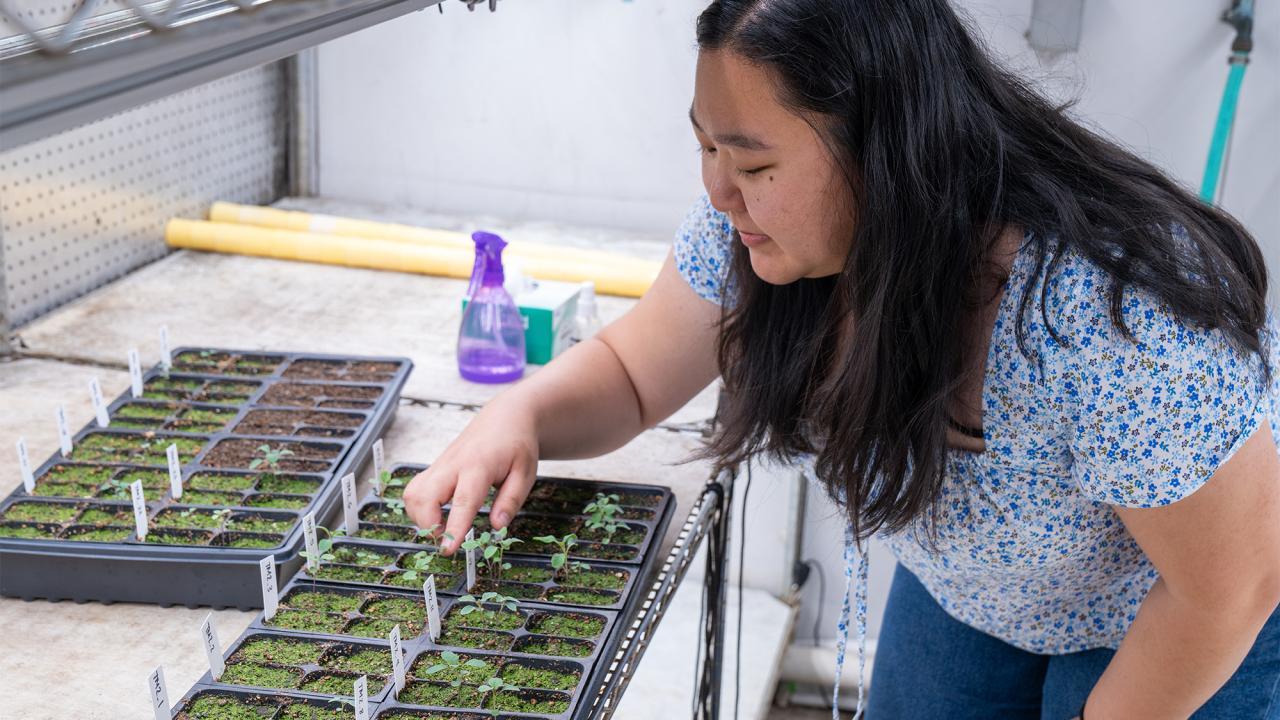 Woman tending trays of green seedlings on metal shelving in a bright greenhouse