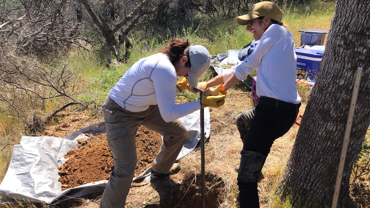 Two people digging with shovels near trees and tarps in a sunny field