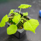 Young green seedling with rounded leaves in black pot, blue toy tricycle blurred behind