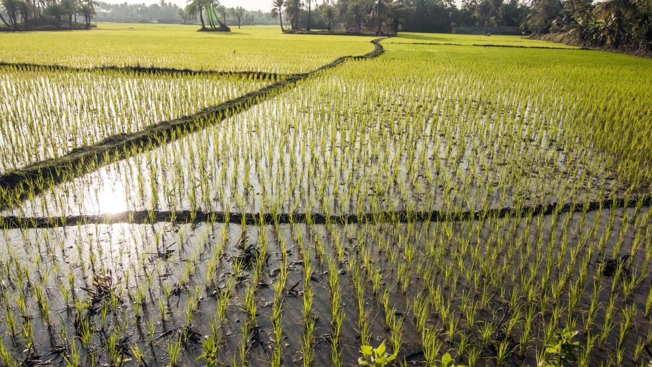 Rice Field