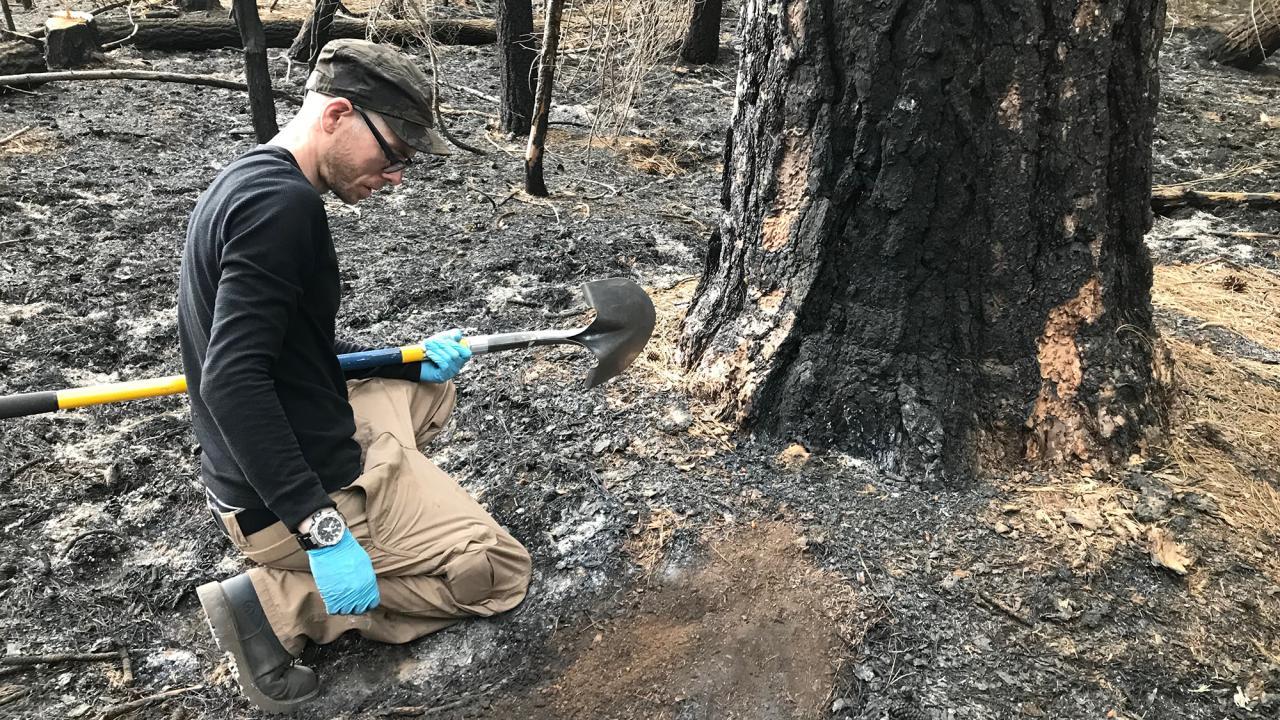To investigate how fire and fungi impact seed germination, Lower collected soil samples from areas in Sierra Nevada that were exposed to different degrees of fire and then used the soil samples to grow conifer seedlings back in the greenhouse at UC Davis. His preliminary results suggest that seedlings grown in soil from more severe fire regions have fewer fungal associations, and seedlings with more fungal associations are better able to handle drought conditions. (Laura Bogar/UC Davis)