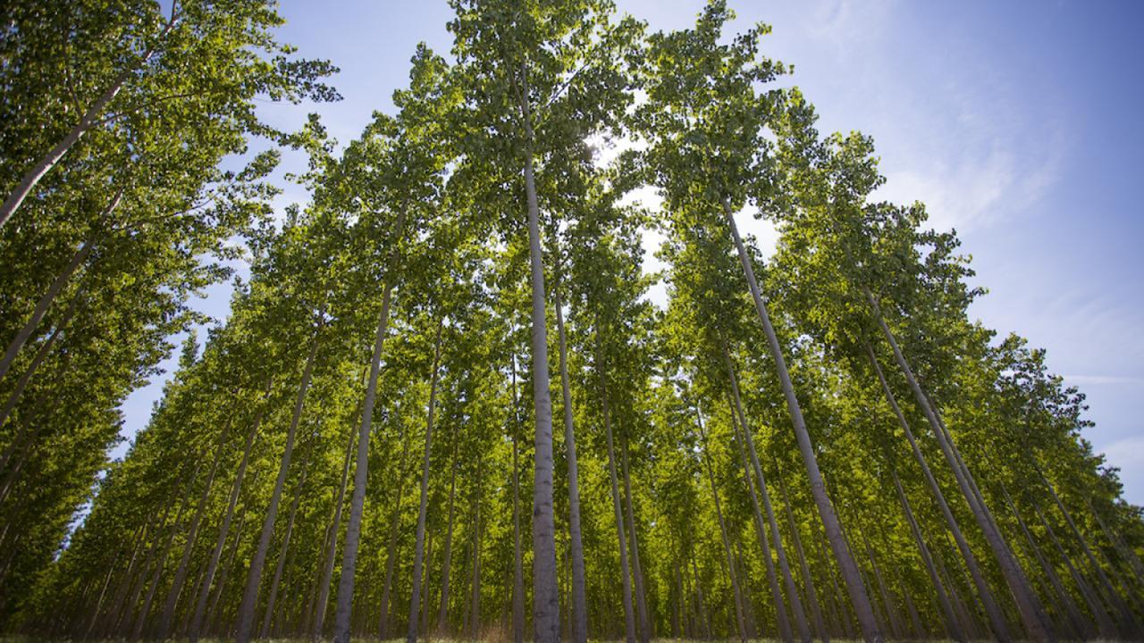 Poplar Trees