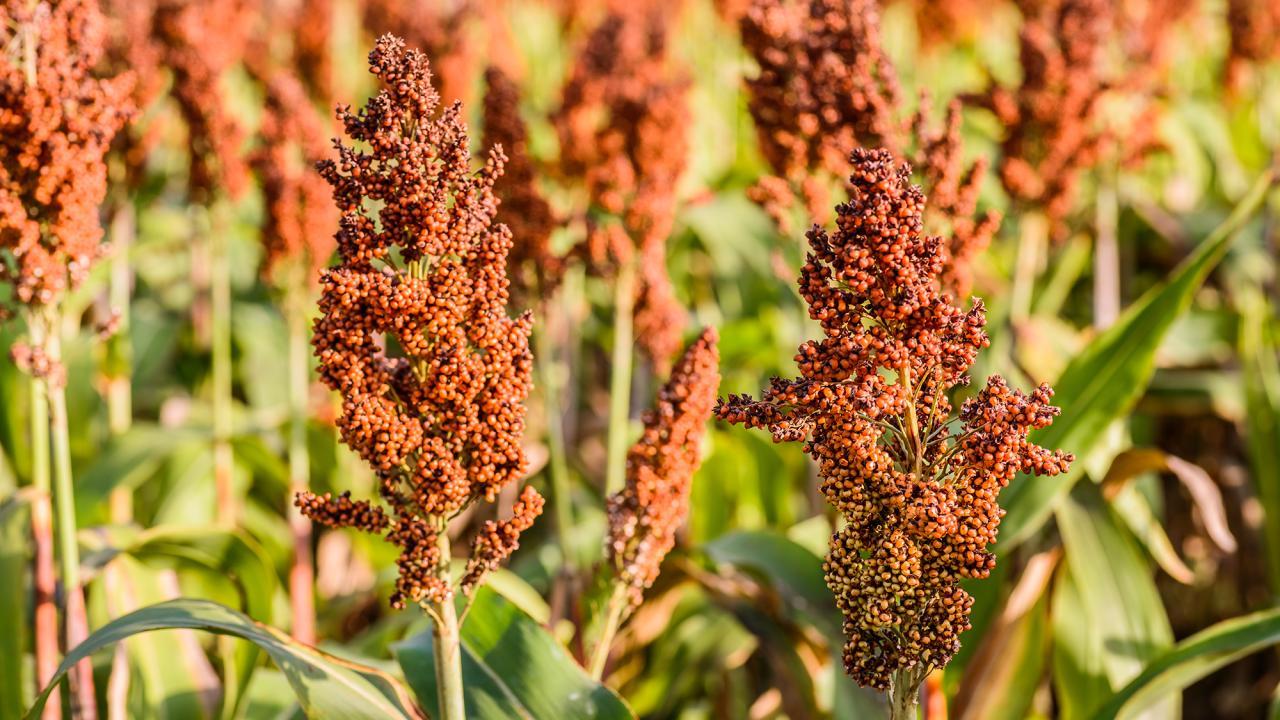 Sorghum plants