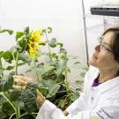 Plant biologist Stacey Harmer 