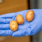 Three small tan potatoes being held by someone wearing a blue lab glove