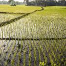 Rice Field