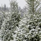 A snowy field of evergreen trees, with branches lightly dusted in snow, surrounded by a tranquil winter forest backdrop.
