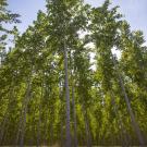 Poplar Trees