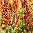 Sorghum plants